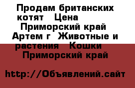  Продам британских котят › Цена ­ 4 000 - Приморский край, Артем г. Животные и растения » Кошки   . Приморский край